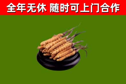 池州回收散虫草