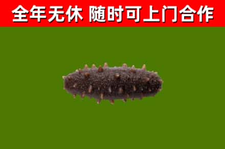 池州烟酒回收干海参.jpg